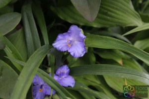 Tradescantia virginiana